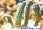 Kaktus-allah